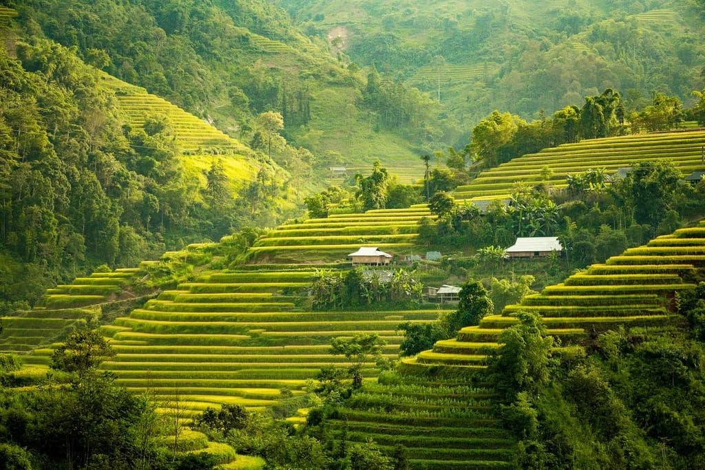  Yellow Fever Vaccine image